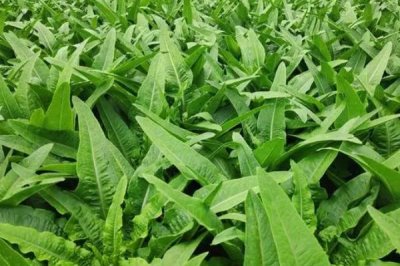 春种油麦菜注意事项,露地栽培可在五月中旬播种