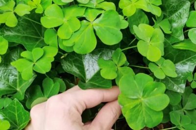 四叶草标本制作方法,采集完整的且有一定生长期的的四叶草