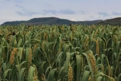 怎样防治谷瘟病,首先积极推广抗病良种或引进抗病良种