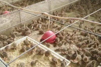 鹌鹑养殖常见问题,投喂过多的青料会排出绿色粪便