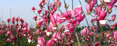 紫玉兰的花期,一般是在3-4月