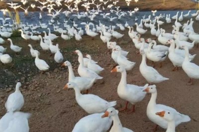 圈养肉鹅的饲喂方法,不同方法每天饲喂量不同