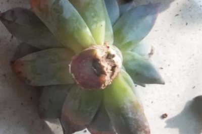 多菌灵可以治黑腐病吗，多菌灵可以治黑腐病