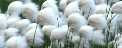 羊胡子草种子如何挑选,要选择健康饱满、无霉菌的种子