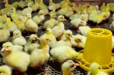 刚出生的小鹅喂什么食物，用米饭或米粒搭配青菜叶一起饲喂