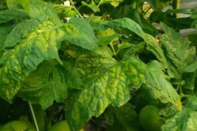西红柿缺镁的症状,首先会表现出老叶