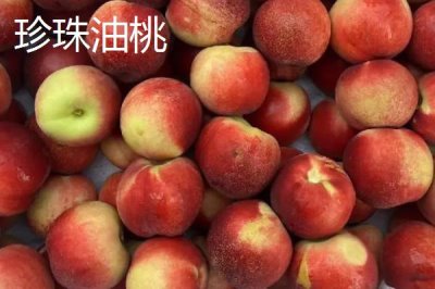 好吃的油桃品种,世纪之星果肉金黄、口感清脆甜美