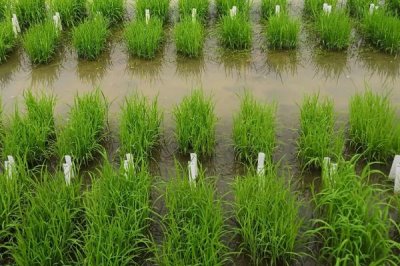 粤创优金丝苗水稻品种简介,早造全生育期121~123天