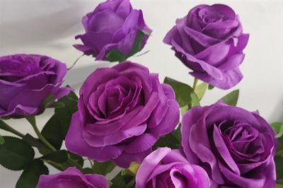 紫色玫瑰的花语，寓意浪漫真情、忧郁感伤等