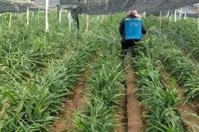 大姜死棵严重怎么防治,可采取培土、杀菌、施肥等措施