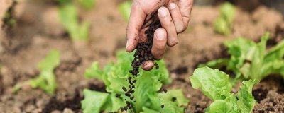 施用生物肥料的注意事项，这五点必须遵循