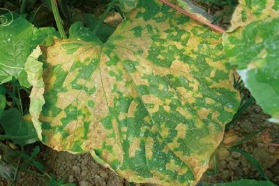 黄瓜霜霉病防治方法，首先要施足底肥