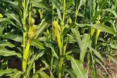 农大982玉米种子简介,防治地下害虫