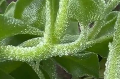 冰菜的种植前景,种植前景很可观的