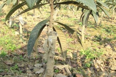 枇杷的嫁接时间，在春季2-4月和秋季9-11月进行