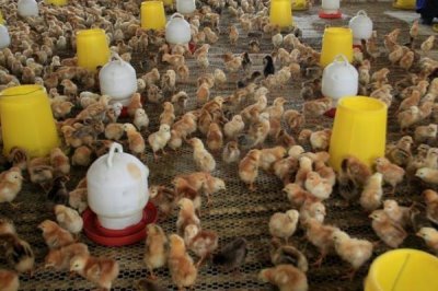 小鸡快死亡怎么处理，可尝试饲喂土霉素