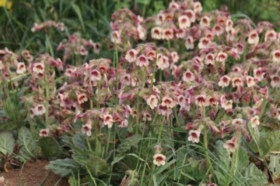 地黄的生长条件,越是荒山越是生长