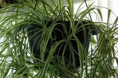 吊兰如何快速繁殖，一般采用扦插繁殖