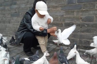 鸽子吃花生的好处,可促进生长发育