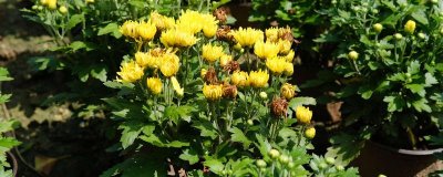 秋季怎么养护菊花，每天要晒光2-3小时