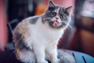 母猫发情能不能做绝育,发情时不可以做绝育手术