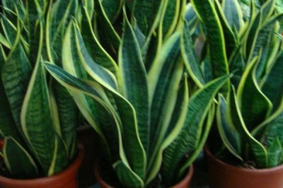 虎尾兰的养殖方法，不适合长期放在阴凉处进行养殖
