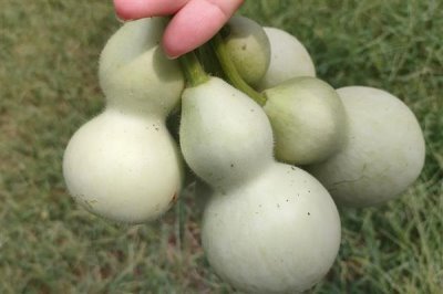 葫芦有什么寓意，寓意着财富、富贵等