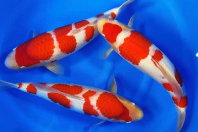 日本锦鲤简介,别称红鲤鱼、花脊鱼等