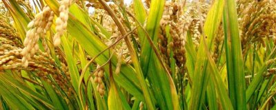 两优568水稻种子介绍，一般4月下旬至5月中旬播种