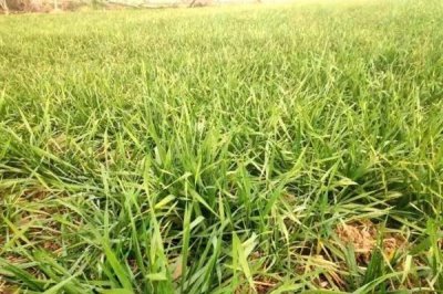 小麦断根的方法，应该选择在越冬前开始