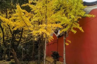 农村栽什么果树赚钱，推荐种植白猕猴桃、蓝莓等