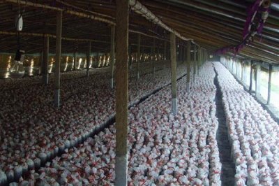 种植金针菇的前景,市场需求大前景可观