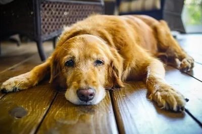 狗狗食欲不振的原因，可能是生病了