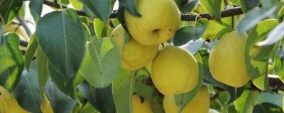 山西原平市的特产，原平梨在全国都深受好评