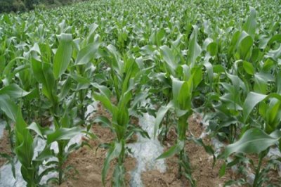 夏蜜甜玉米玉米品种简介,生育期春播86.5天
