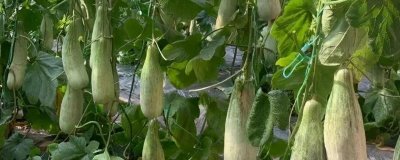 羊角蜜甜瓜坐果后的管理方法,要做好摘心工作