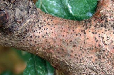 苹果腐烂病，栽培管理粗放和冻害是腐烂病流行的主要诱因