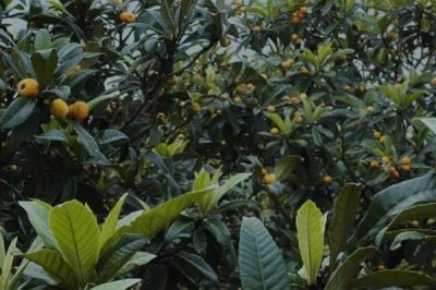 枇杷的管理方法,现核时要追施壮果肥