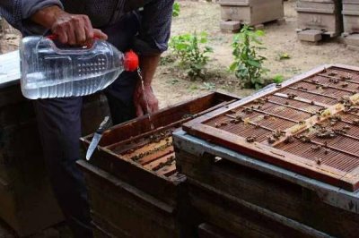 开春后何时饲喂蜜蜂,主要取决于蜂种和气候条件