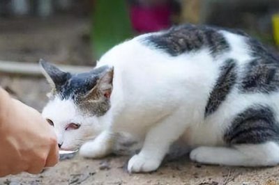 猫咪为何一直蹭人还叫唤,可能是正在发情等原因所导致