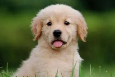 金毛一般多大开始爆毛，通常在4-5个月左右开始