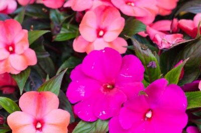 凤仙花是什么植物，是一年生草本植物