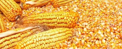 登峰607玉米种子介绍,注意防治病害虫