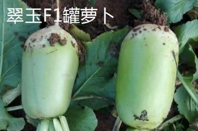 水果萝卜品种,吃起来口感更像是水果