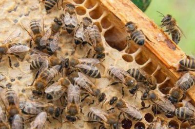 蜜蜂怎样安全过冬,一定要保证充足的食物