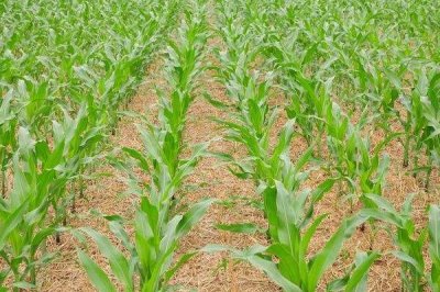 郑原玉878玉米品种的特性，适宜播种期5月下旬至6月中旬