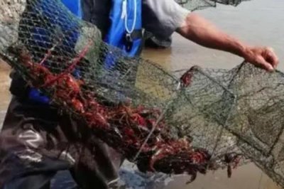 龙虾的养殖方法，首先需要对池塘消毒