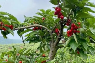 车厘子适合北方种植吗，车厘子喜欢高温高湿不适合北方种植