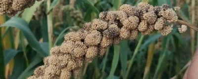 怎样防治谷瘟病,首先积极推广抗病良种或引进抗病良种