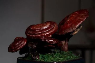 灵芝盆景的养殖环境，喜欢高温的环境